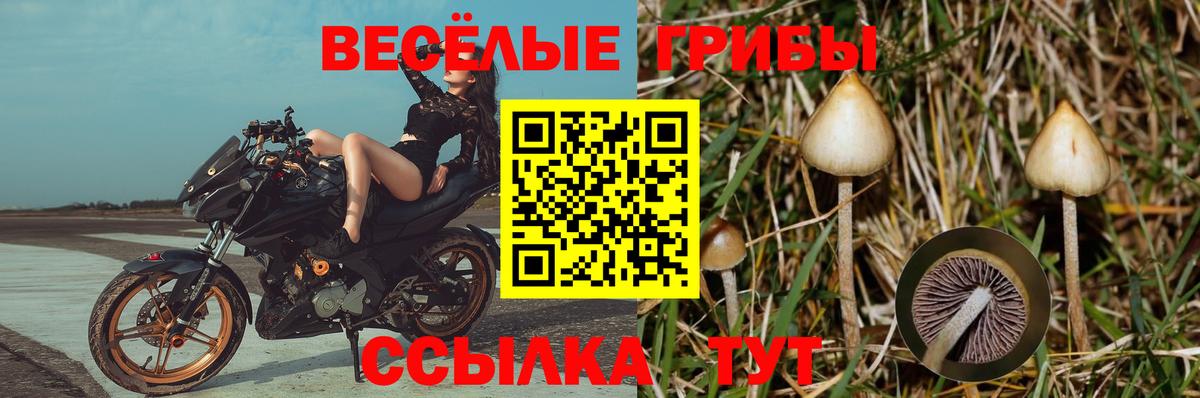 Псилоцибиновые грибы Psilocybine cubensis Майкоп